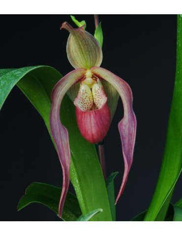 Phragmipedium Schroederae