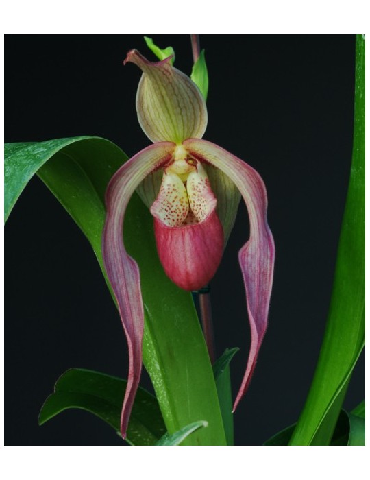 Phragmipedium Schroederae