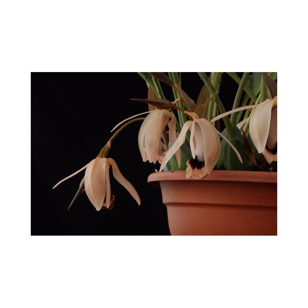 Coelogyne xyrekes