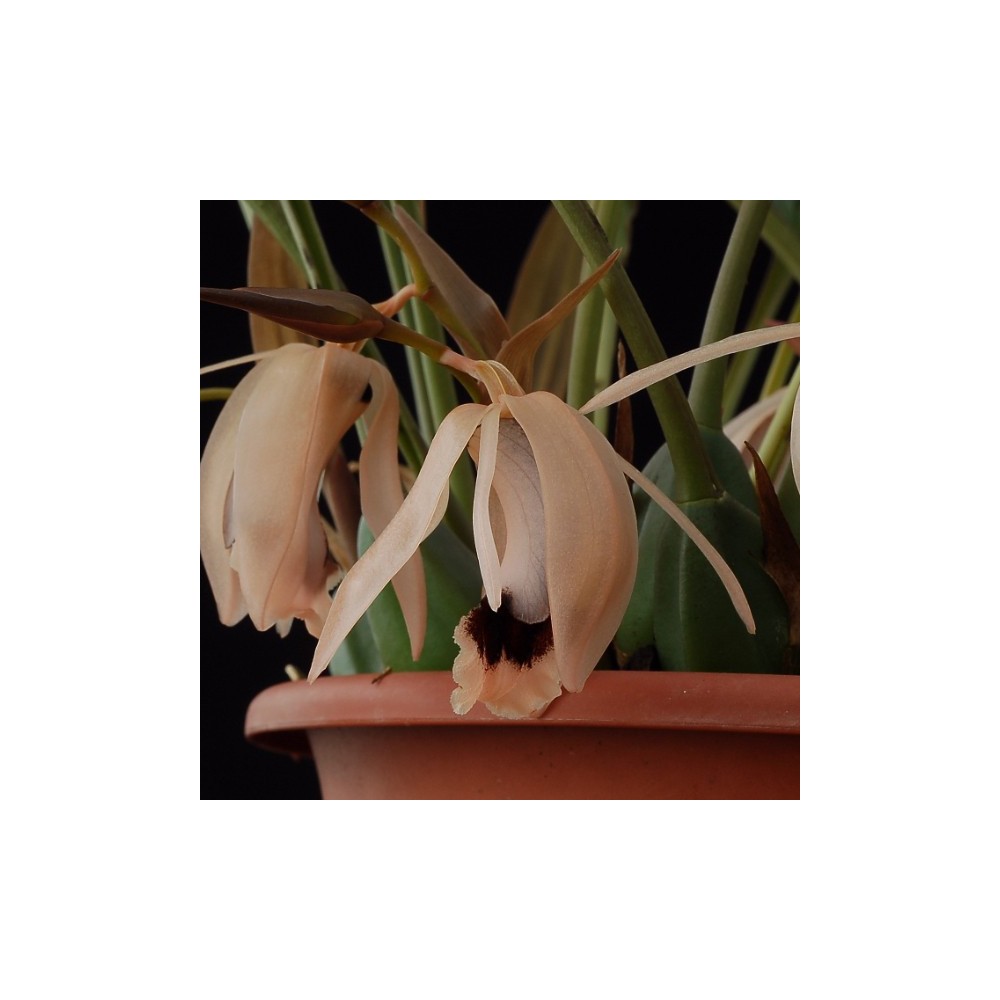 Coelogyne xyrekes