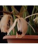 Coelogyne xyrekes