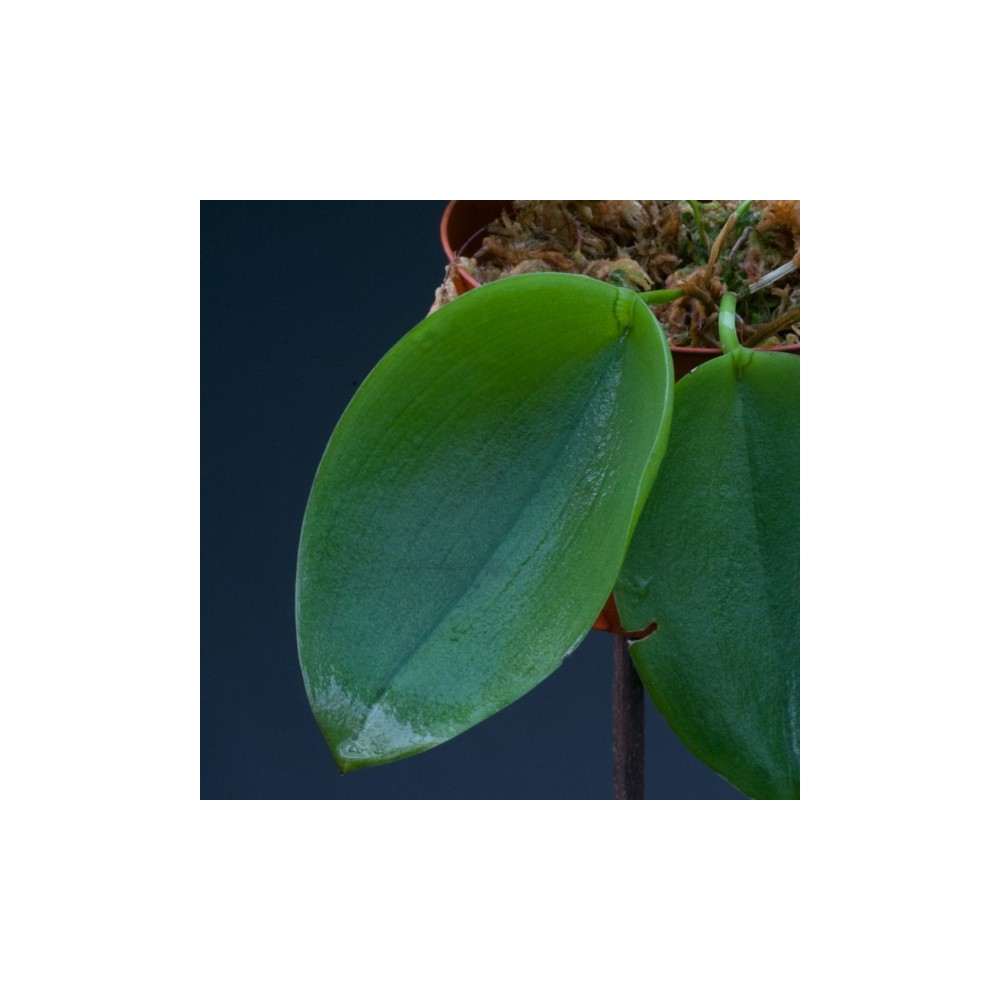 Acianthera pectinata