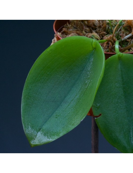 Acianthera pectinata