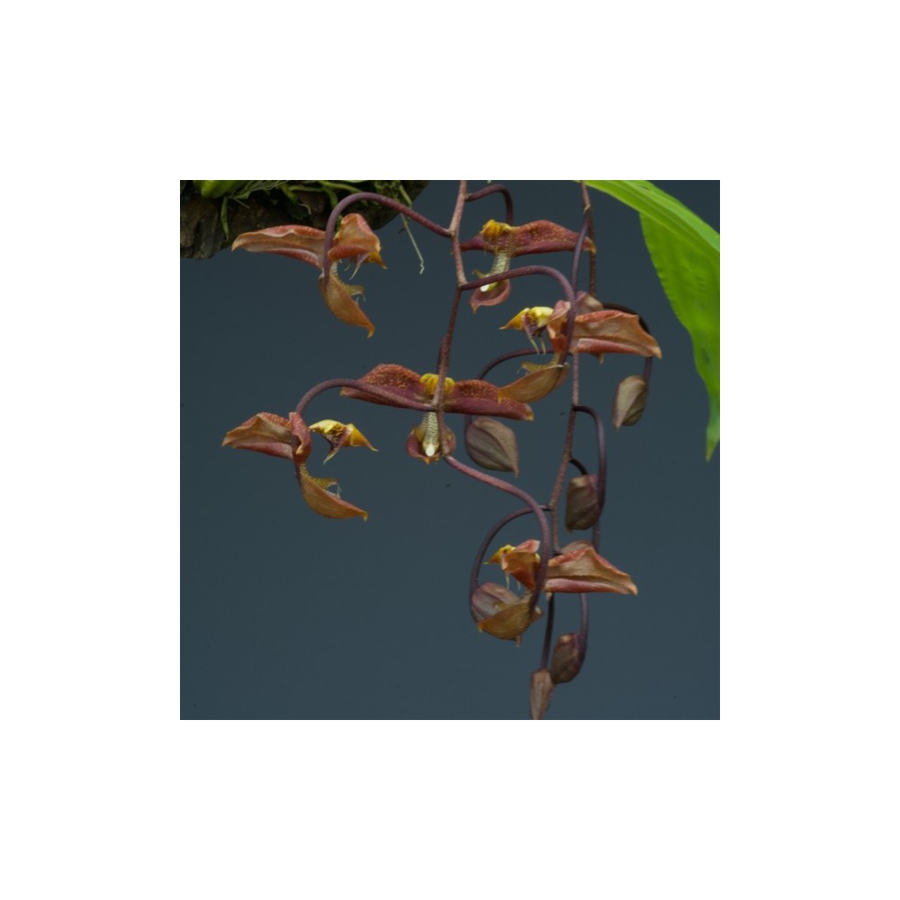 Gongora scaphephorus orchidée parfumée, vente