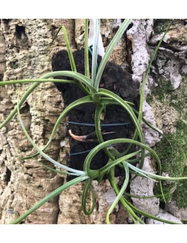 Tillandsia crocata