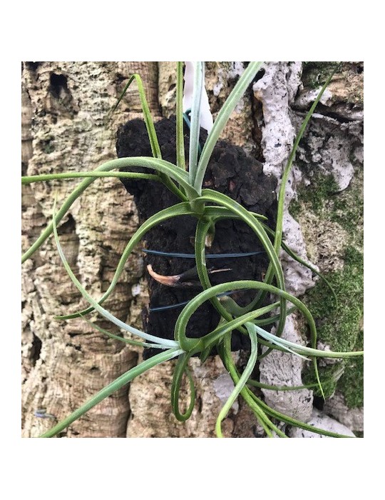 Tillandsia crocata sur plaque Tillandsia crocata sur plaque