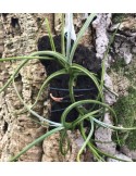 Tillandsia crocata sur plaque
