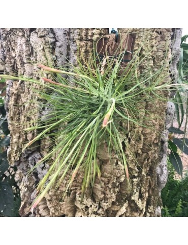 Tillandsia schiedeana 