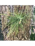 Tillandsia schiedeana 