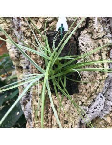 Tillandsia caerulea