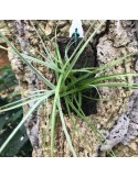 Tillandsia caerulea sur plaque