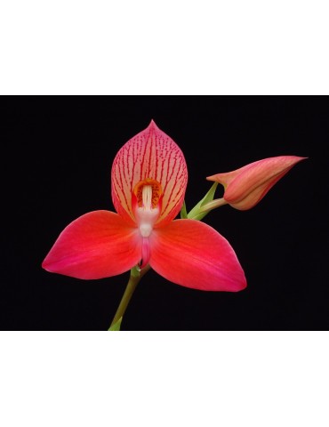 Disa Chester Williams 2