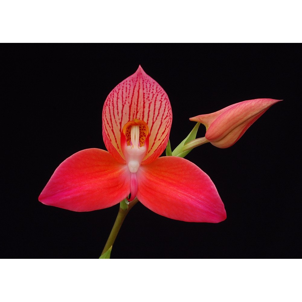 Disa Chester Williams