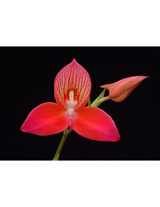 Disa Chester Williams