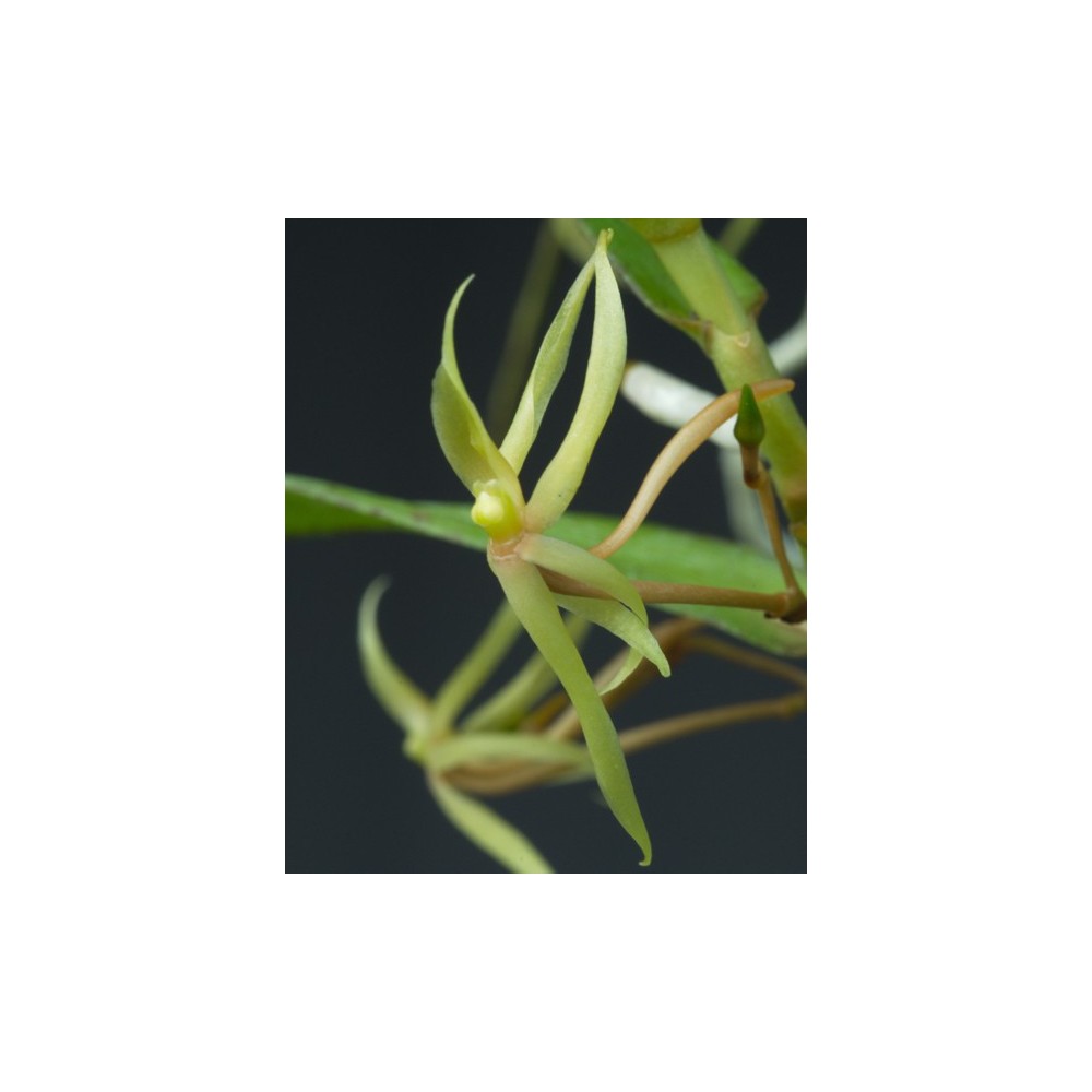 Angraecum moandense sur plaque