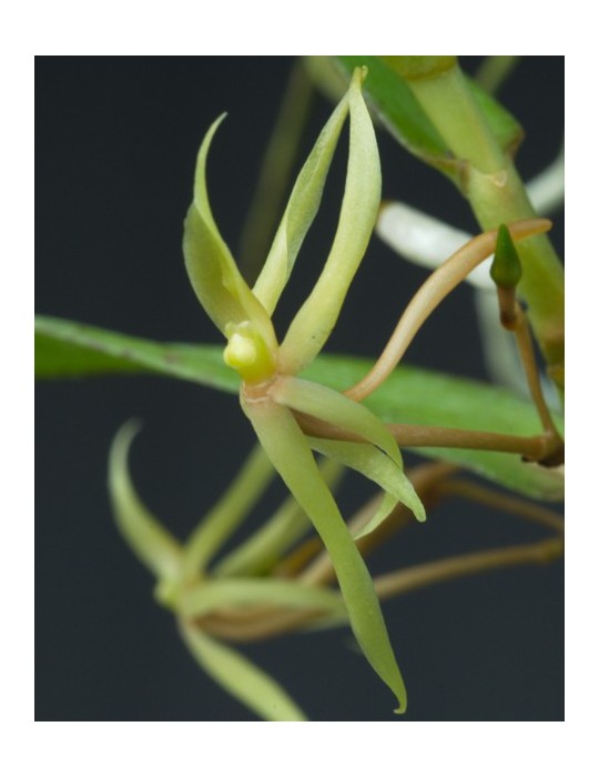 Angraecum moandense sur plaque