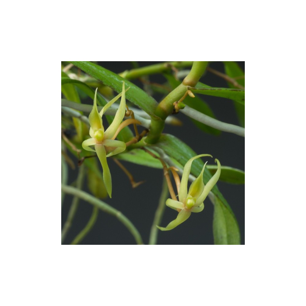 Angraecum moandense sur plaque