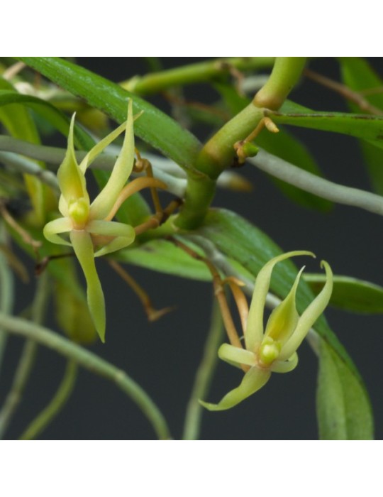 Angraecum moandense sur plaque