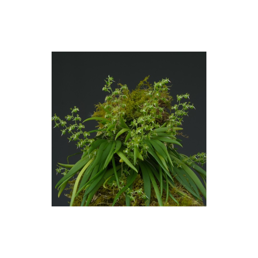 Ornithocephalus sp. sur plaque