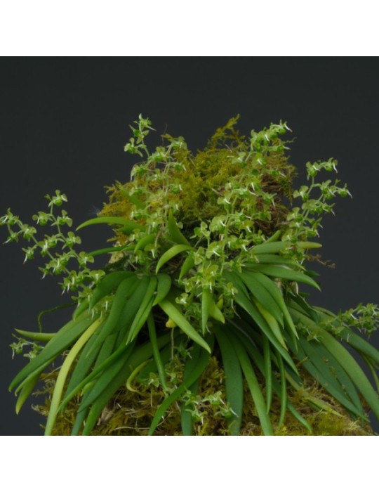 Ornithocephalus sp. sur plaque