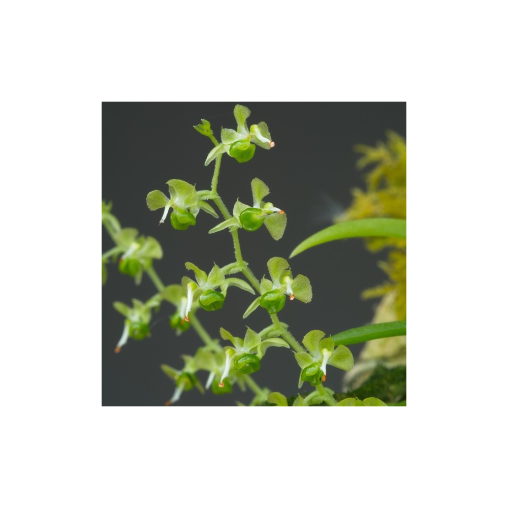 Ornithocephalus sp. sur plaque