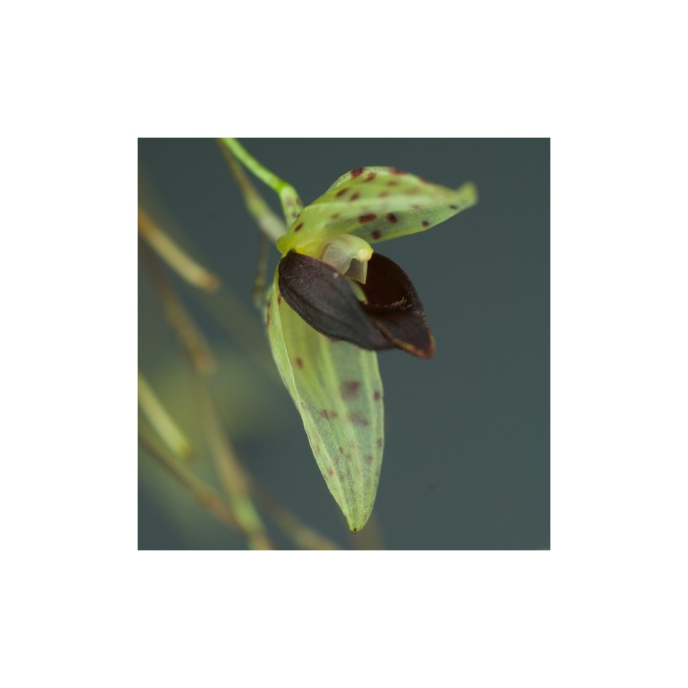 Pleurothallis guttata sur plaque