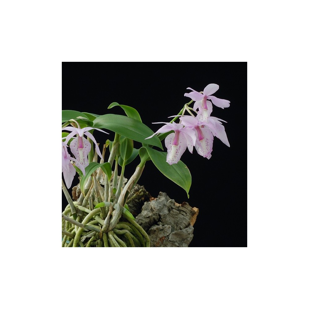 Barkeria spectabilis sur plaque