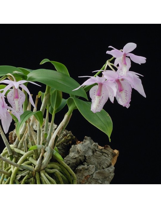 Barkeria spectabilis sur plaque