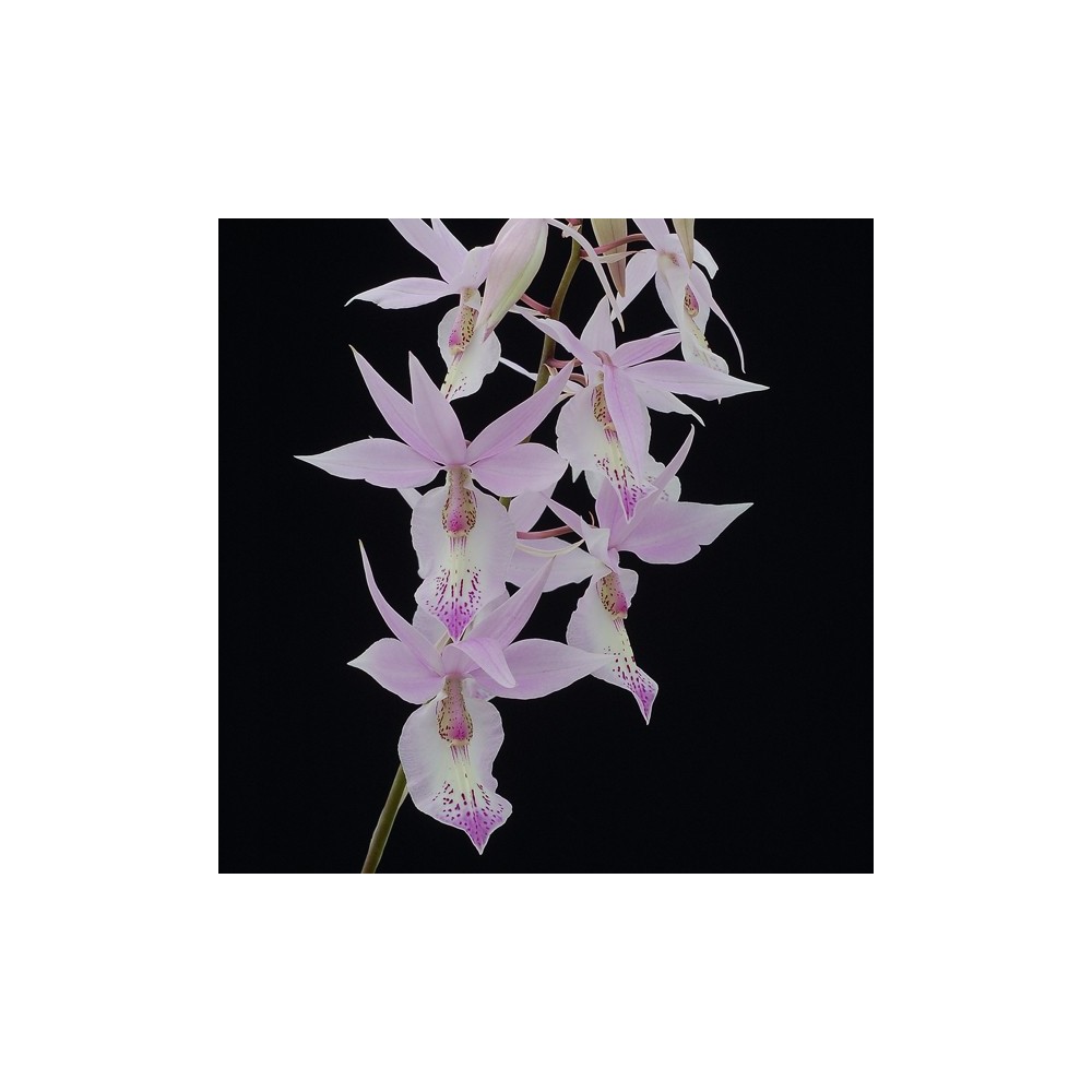 Barkeria spectabilis sur plaque Barkeria spectabilis sur plaque