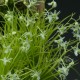 Phymatidium falcifolium sur plaque