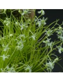Phymatidium falcifolium sur plaque