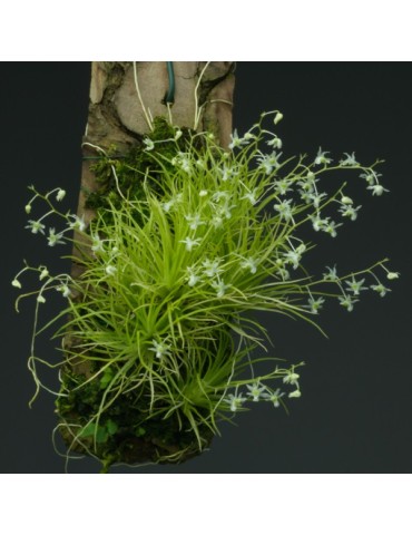 Phymatidium falcifolium sur plaque 2