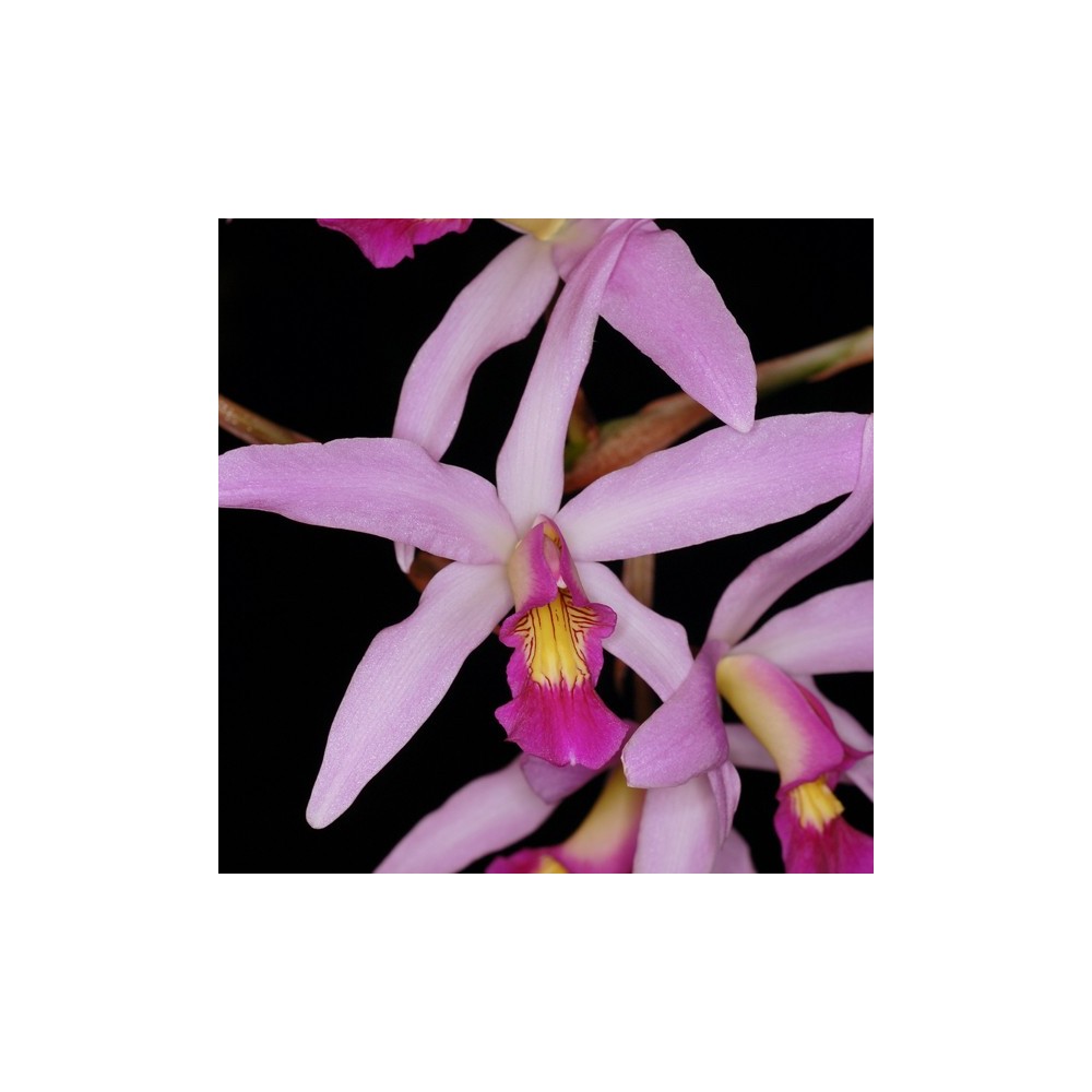 Laelia Nemesis