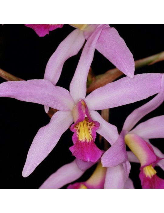 Laelia Nemesis