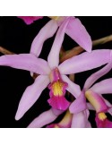 Laelia Nemesis