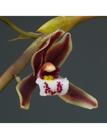 Cymbidium Dark River