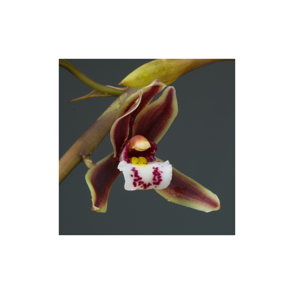 Cymbidium Dark River