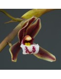 Cymbidium Dark River