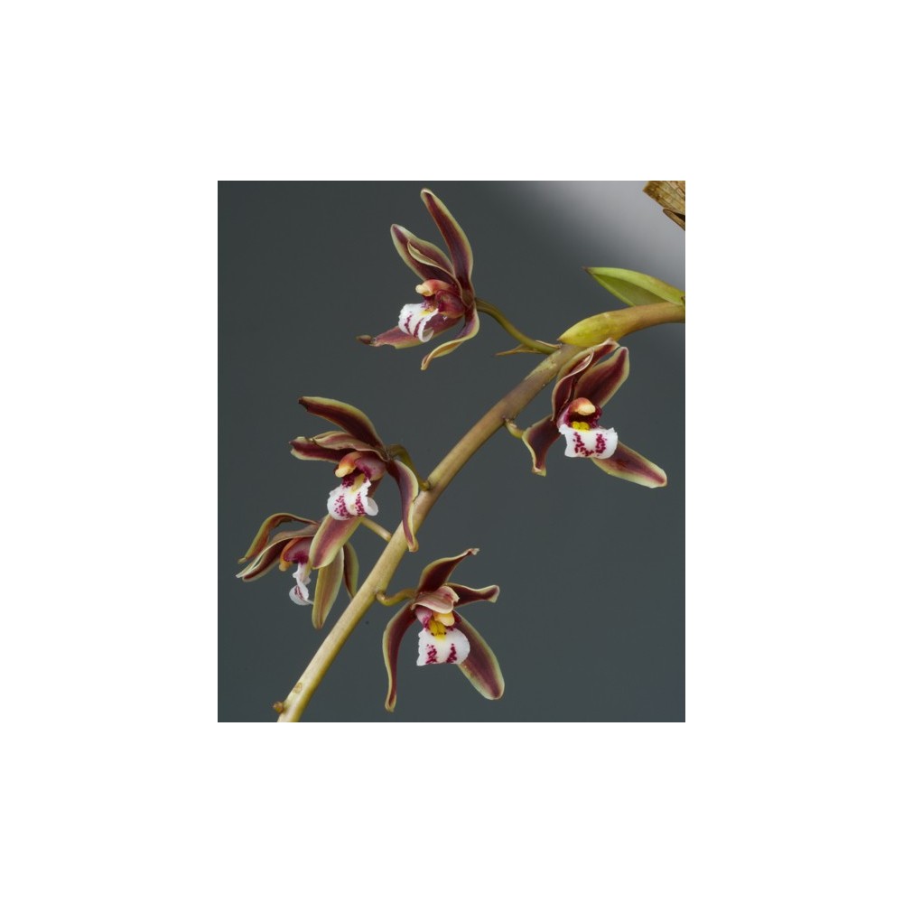 Cymbidium Dark River