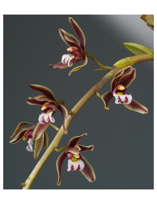 Cymbidium Dark River
