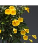 Dendrobium jenkinsii sur plaque