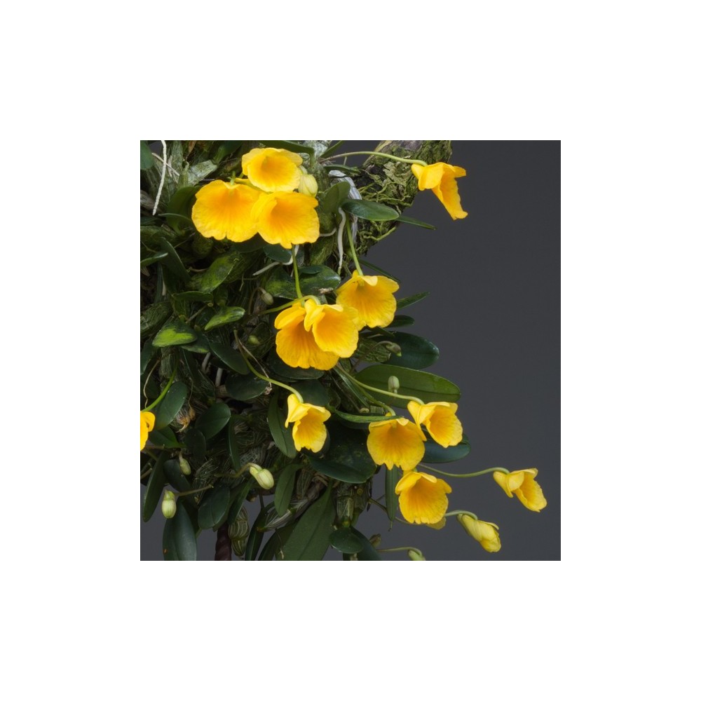 Dendrobium jenkinsii sur plaque