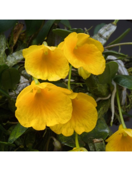 Dendrobium jenkinsii sur plaque