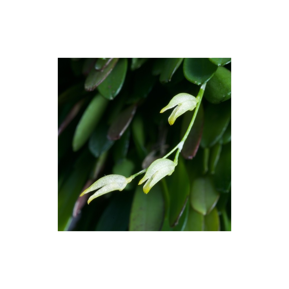 Specklinia grobyi sur plaque