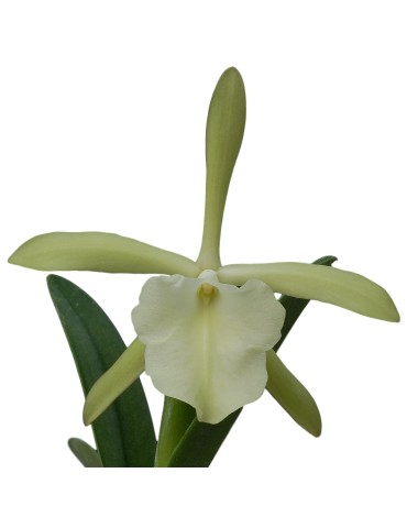 Rhyncholaelia glauca 2