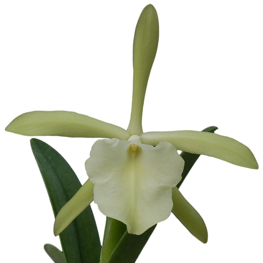 Rhyncholaelia glauca