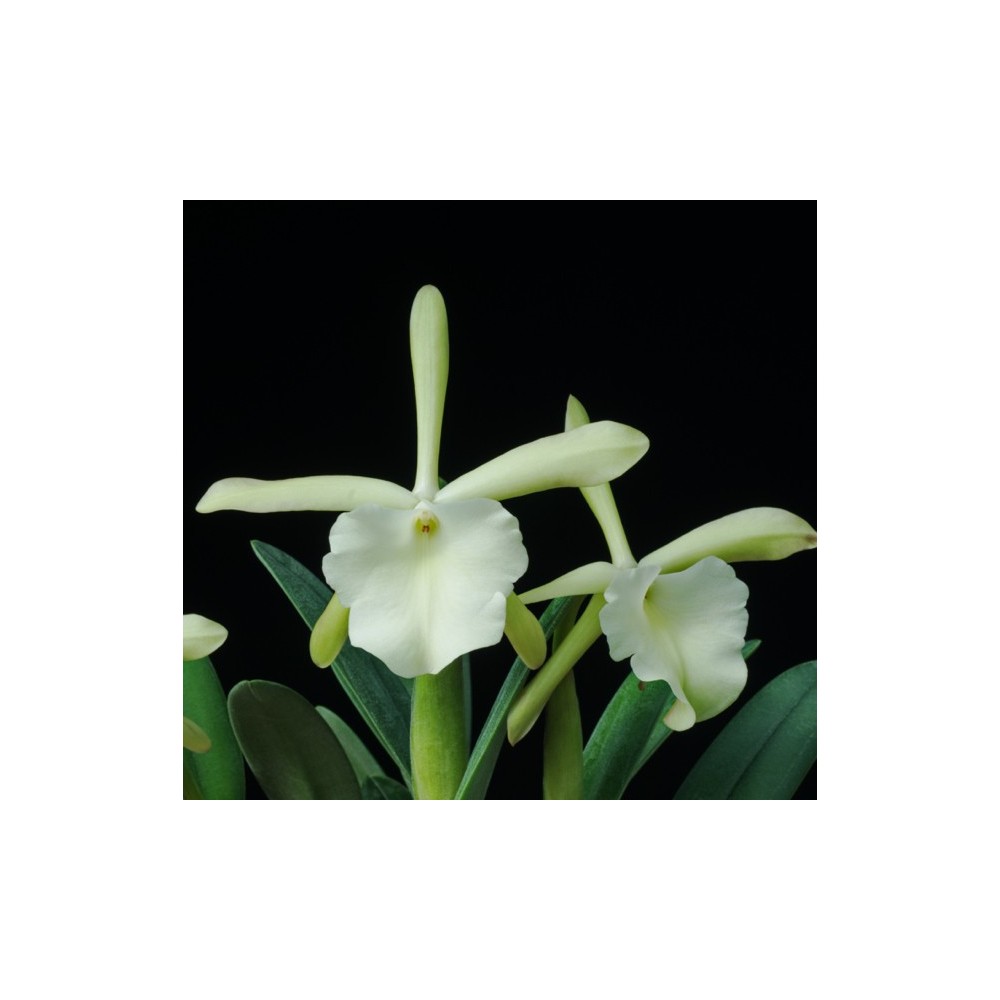 Rhyncholaelia glauca