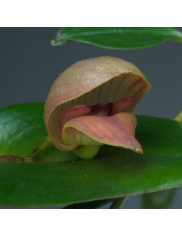 Pleurothallis maduroi en sphaigne