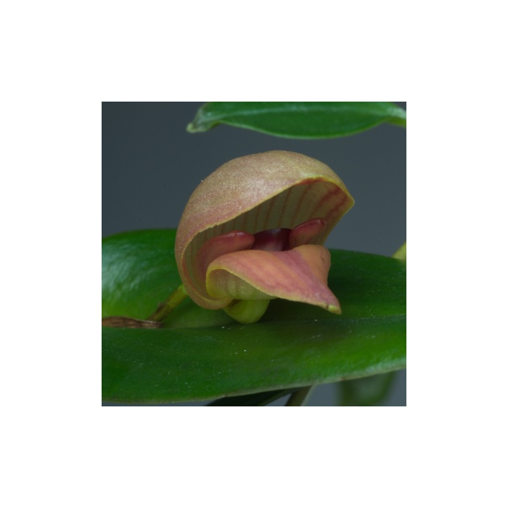 Pleurothallis maduroi