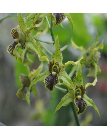 Dendrobium Lutin vert de l'Amazone 2